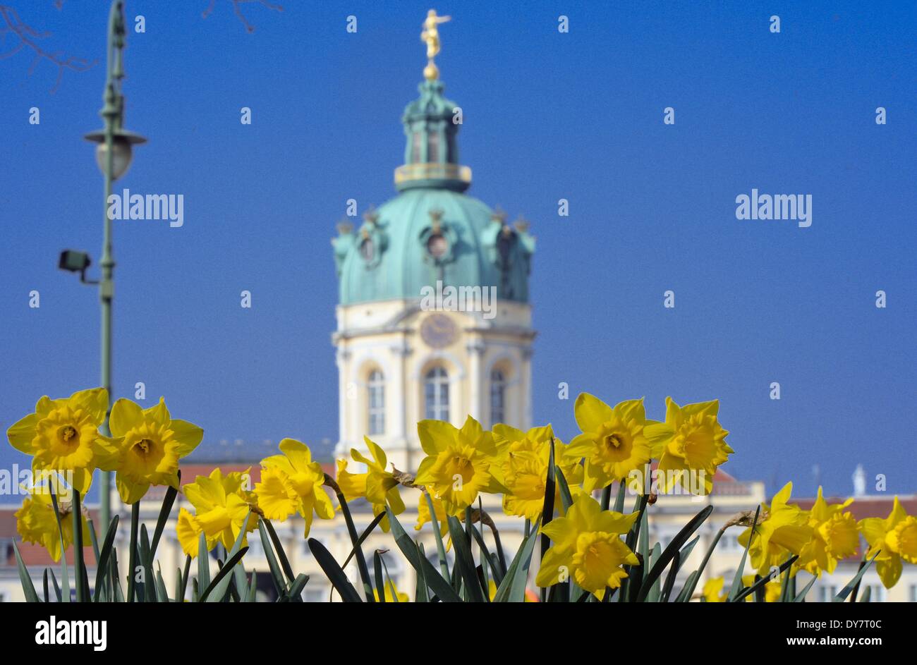 Berlin, Deutschland. 29. März 2014. Narzissen blühen im Park vor Schloss Charlottenburg in Berlin, Deutschland, 29. März 2014. Foto: Soeren Stache/Dpa/Alamy Live News Stockfoto