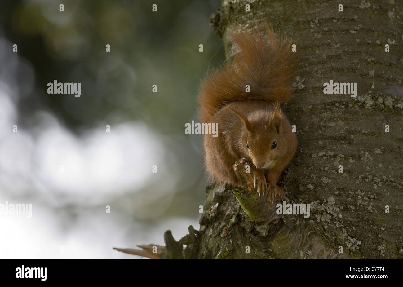 Deutschland, Hessen, Eichhörnchen auf Baumstamm sitzend Stockfoto