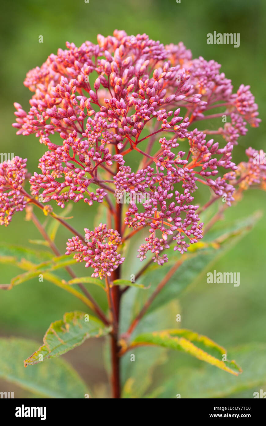 Eupatorium Maculatum Atropurpureum Gruppe Stockfotos und bilder Kaufen