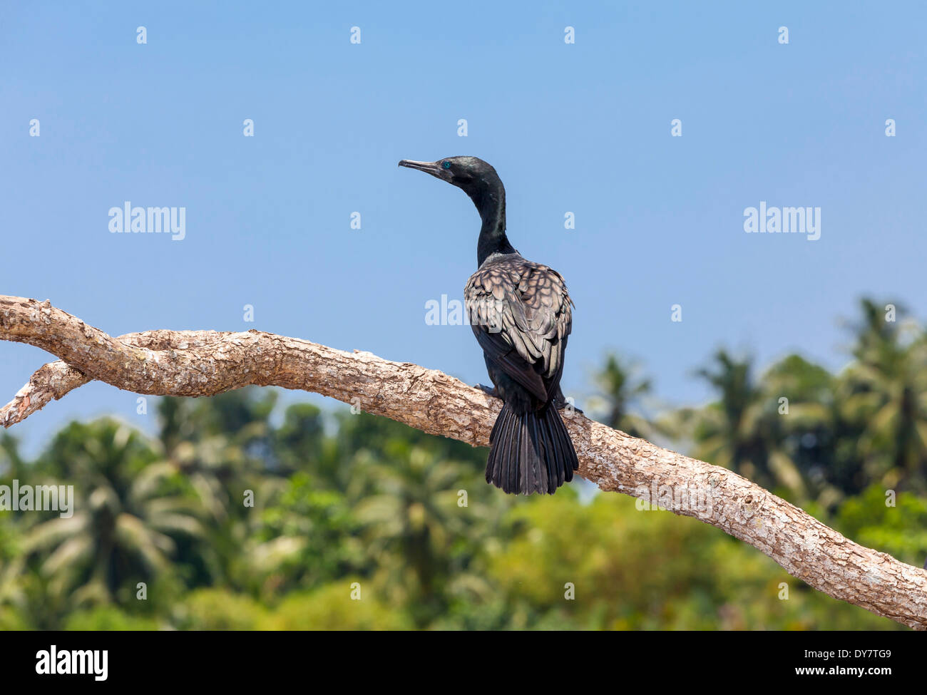 Sri Lanka, Süd-Provinz, Kormoran (Phalacrocorax Niger) Stockfoto
