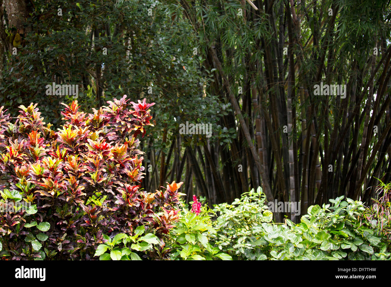 Royal Botanical Gardens, Peradeniya, Kandy, Sri Lanka Stockfoto