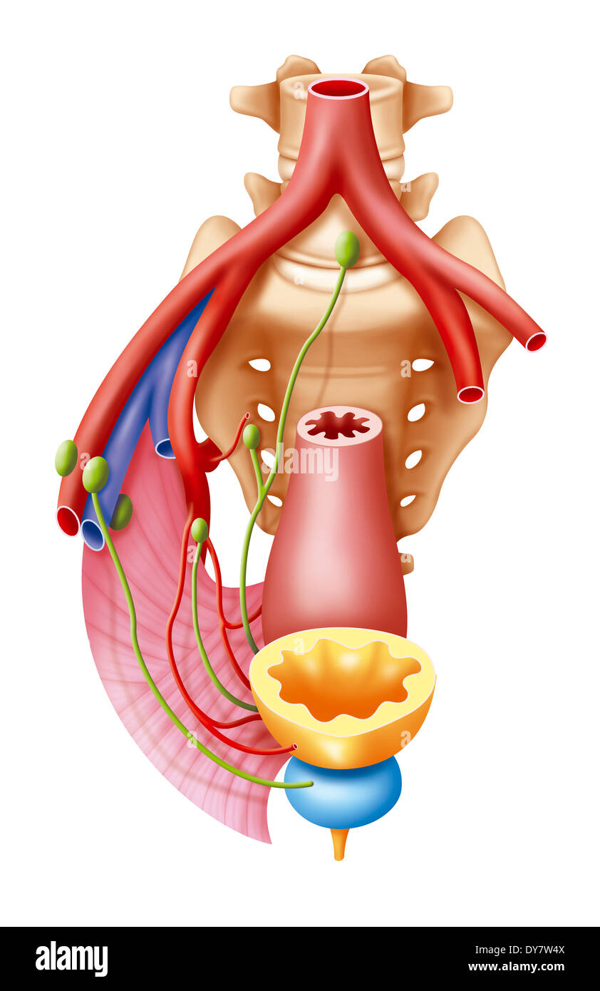 Anatomie Stockfoto Anatomie Stockfoto