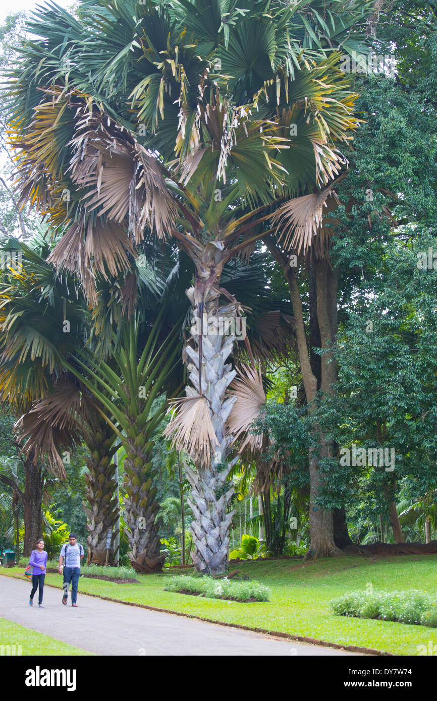 Royal Botanical Gardens, Peradeniya, Kandy, Sri Lanka Stockfoto