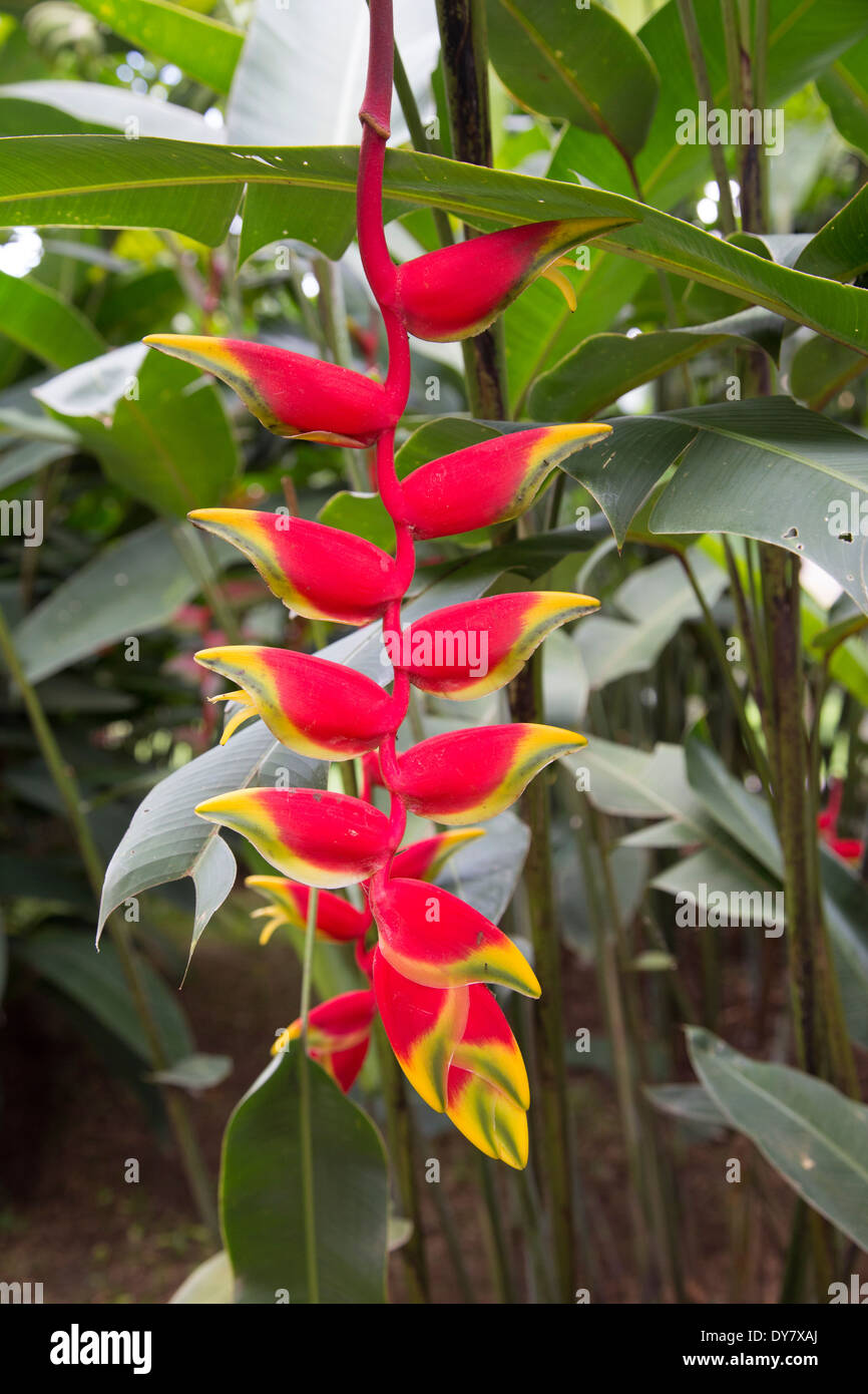 Heliconia Rostrata oder Hummergreifer, Royal Botanical Gardens, Peradeniya, Kandy, Sri Lanka Stockfoto