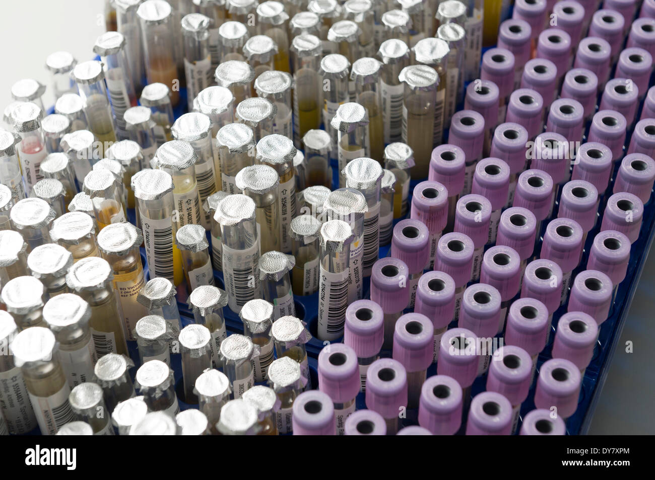 Reagenzgläser mit Proben in einem medizinischen Labor, Deutschland Stockfoto