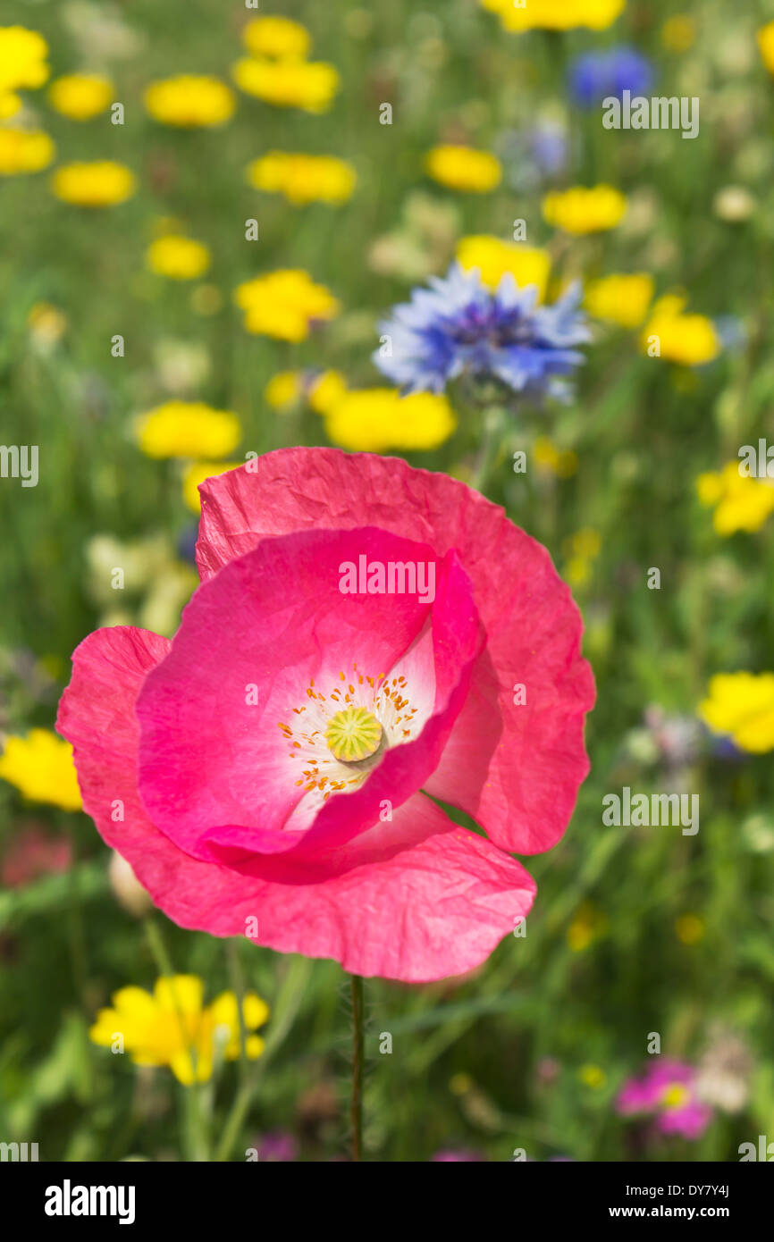 Deutschland, Rheinland-Pfalz, Pink Island Mohn (Papaver Nudicaule), blaue Kornblume (Centaurea Cyanus), gelber Mais Ringelblume (Glebionis Segetum) Stockfoto