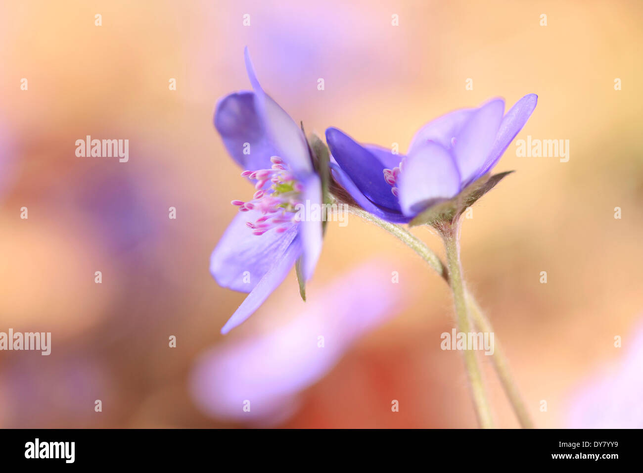 Leberblümchen (Hepatica Nobilis), Tirol, Österreich Stockfoto