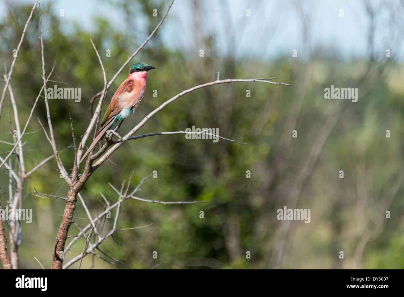 lila Walze Vogel in Afrika Krüger-Nationalpark Stockfoto