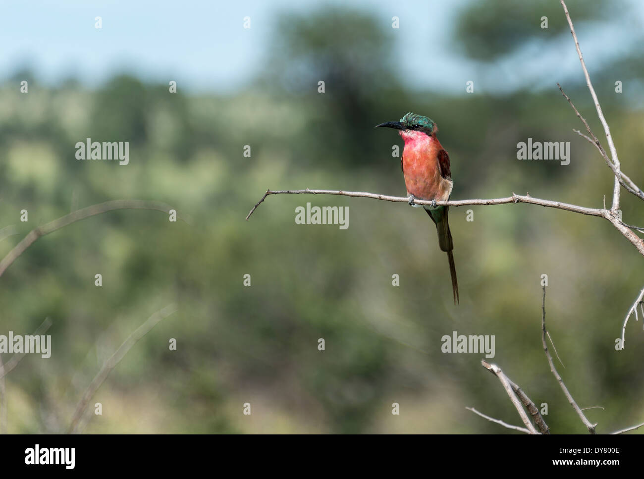 lila Walze Vogel in Afrika Krüger-Nationalpark Stockfoto