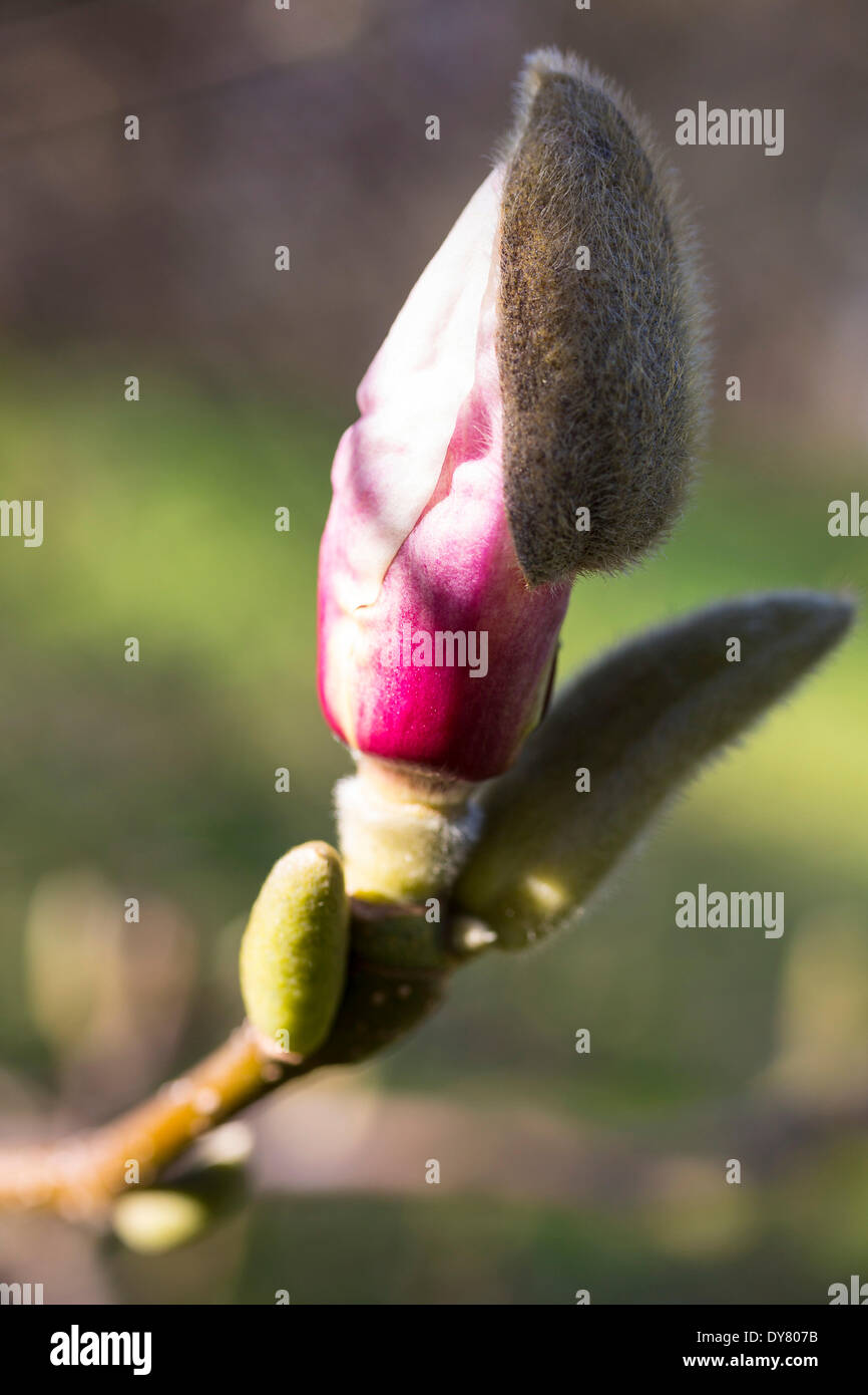 Bud eine Magnolie (Magnolia), Sachsen, Deutschland Stockfoto