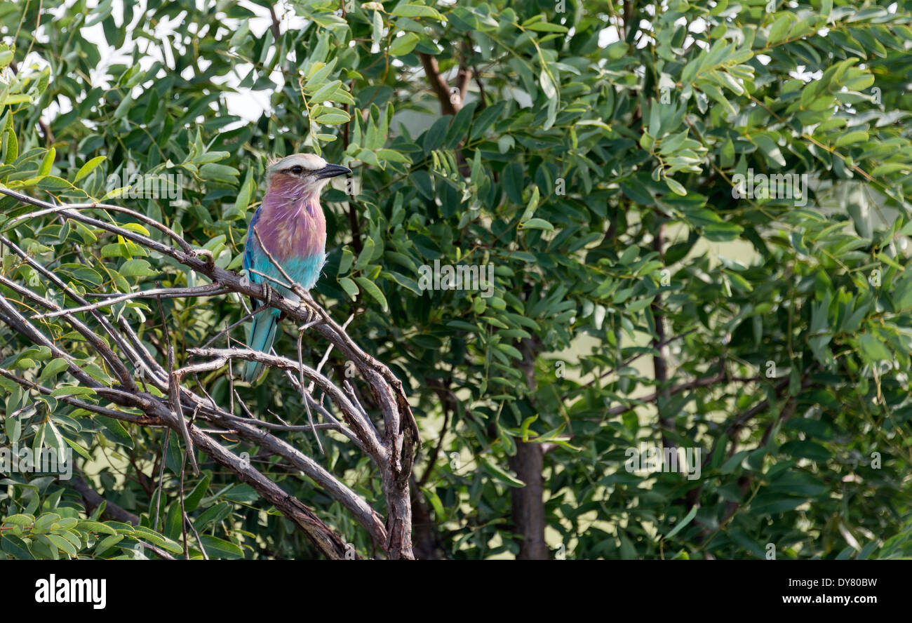 lila Walze Vogel in Afrika Krüger-Nationalpark Stockfoto