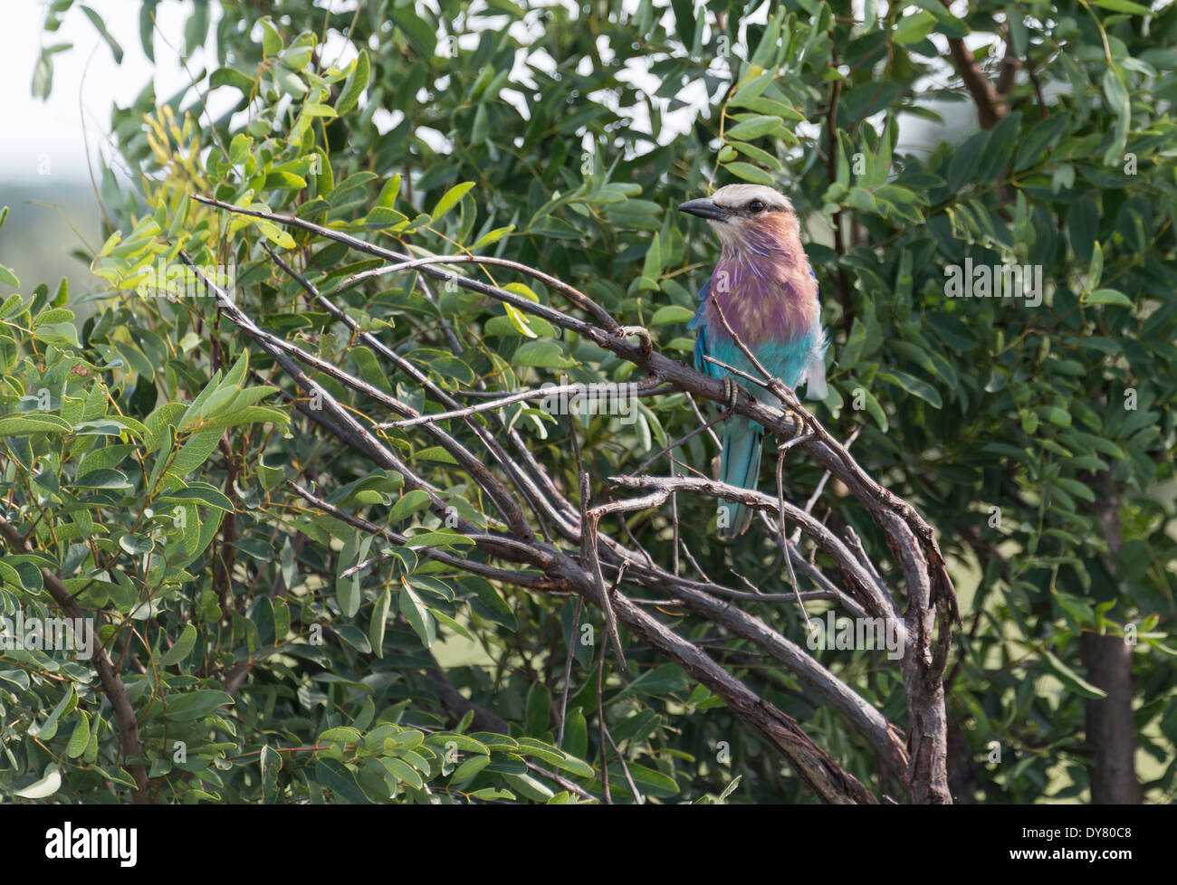 lila Walze Vogel in Afrika Krüger-Nationalpark Stockfoto
