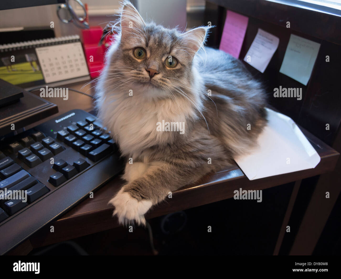Graue Tabbykatze liegen neben Computer-Tastatur Stockfoto