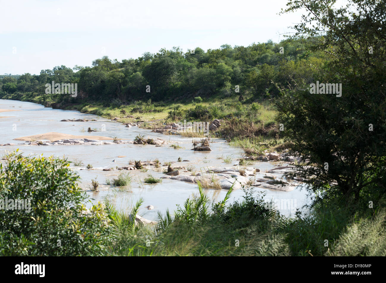 Elefant-Fluss im Krüger Nationalpark in Südafrika Stockfoto