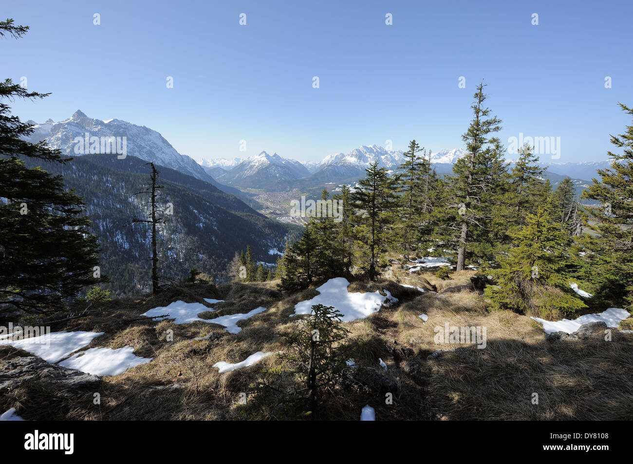 Koniferen mit Mittenwald und Karwendel-Gebirge im Hintergrund, Bayern, Deutschland Stockfoto
