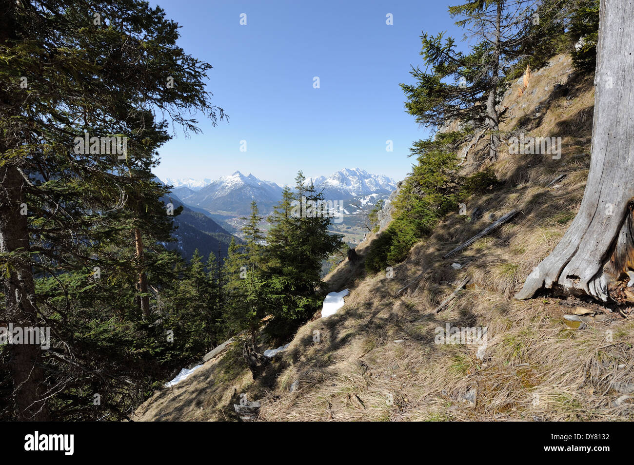 Koniferen mit Karwendel-Gebirge im Hintergrund, Mittenwald, Deutschland Stockfoto
