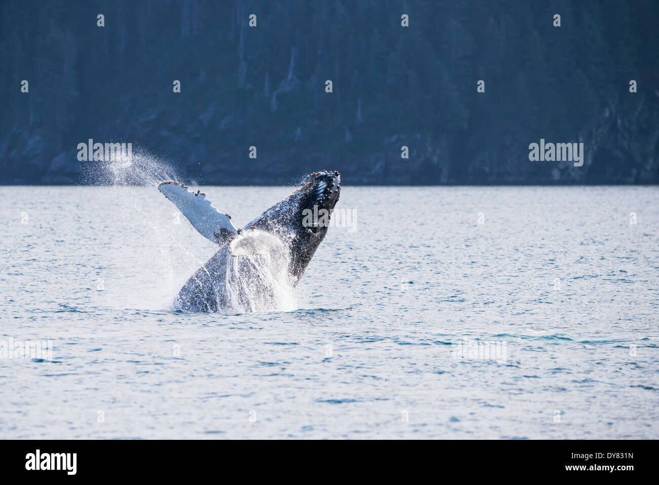 USA, Alaska, Seward, Resurrection Bay, springender Buckelwal (Impressionen Novaeangliae) Stockfoto