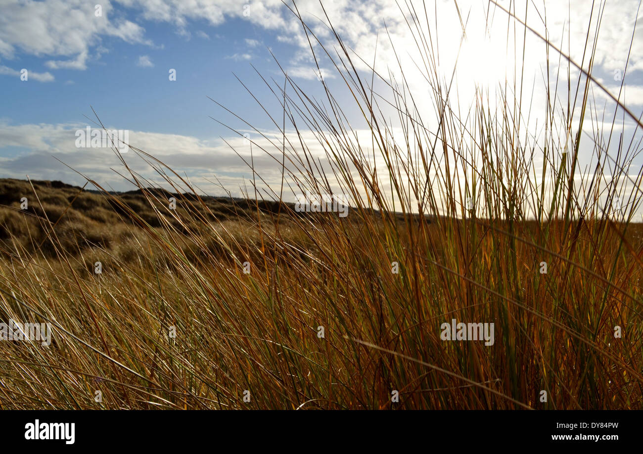 In den Dünen am Strand von Ainsdale Stockfoto