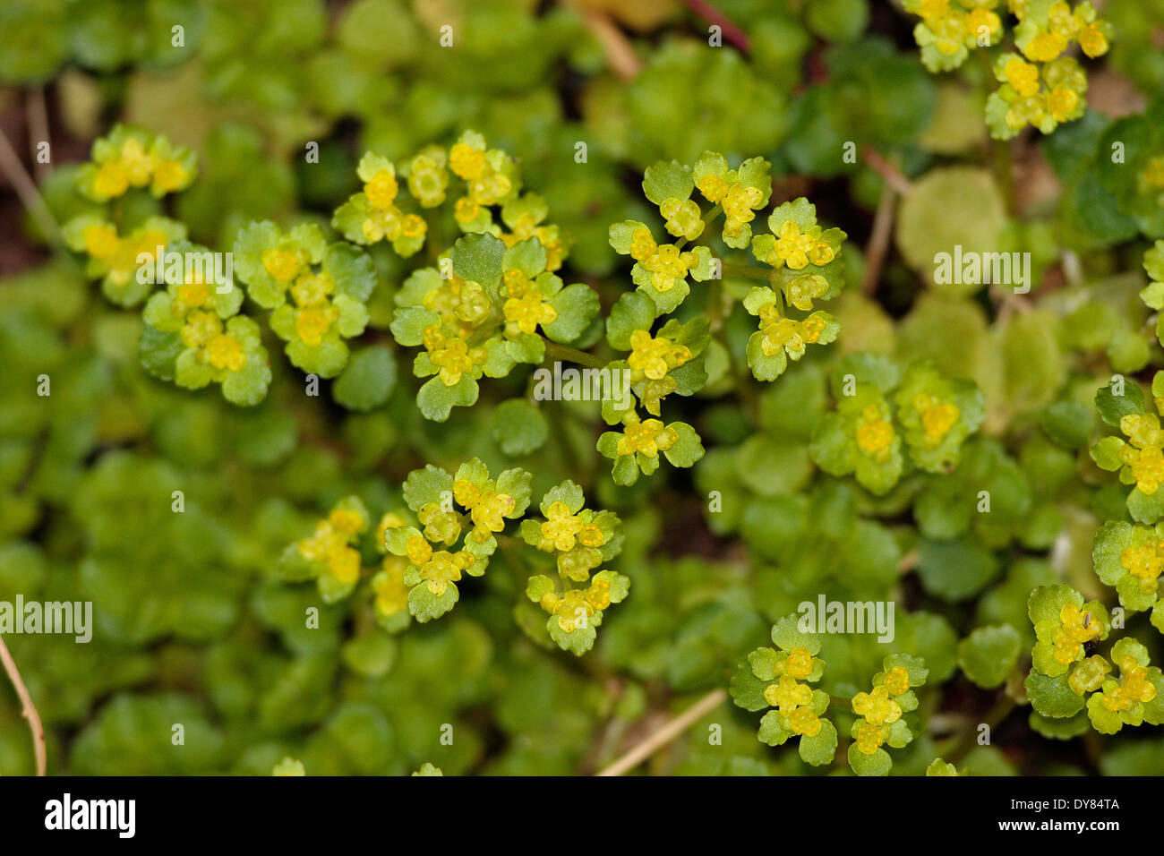 Gegenteil-leaved Golden-Steinbrech Stockfoto