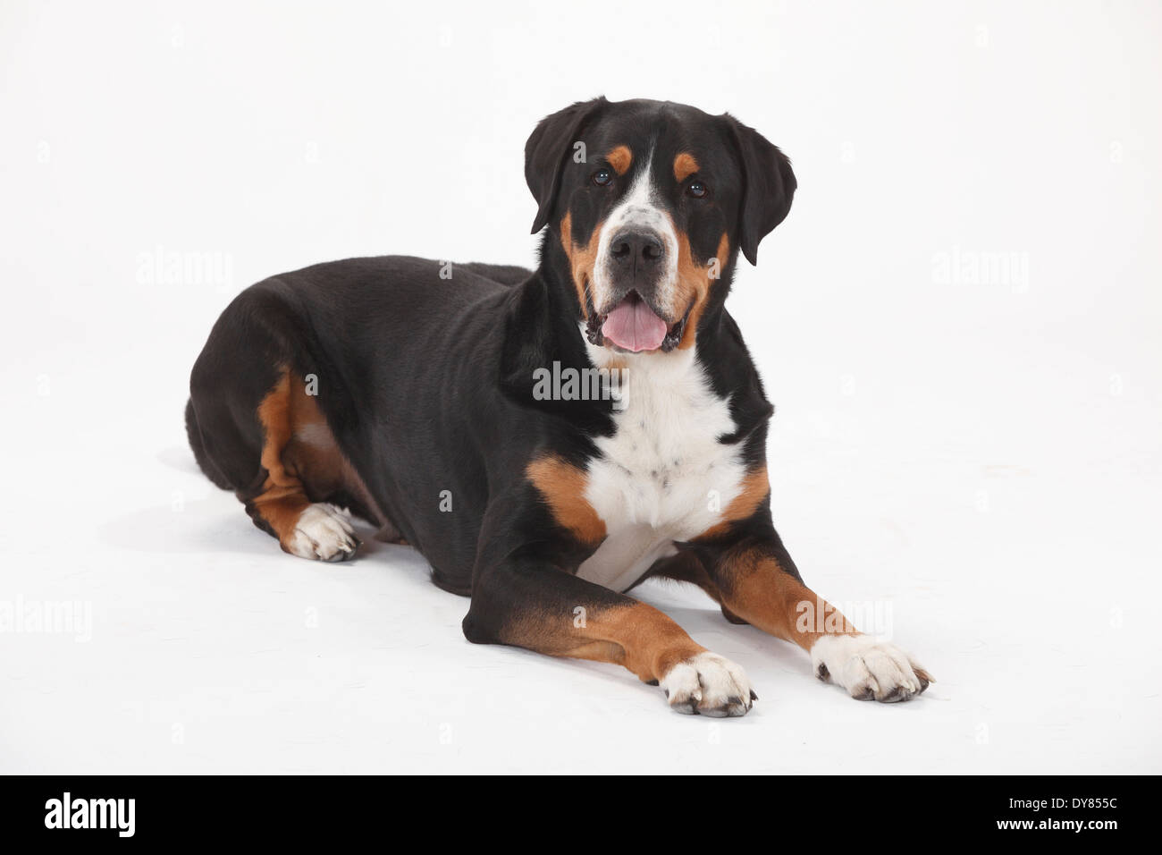 Mehr Schweizer Sennenhund, Männlich Stockfoto