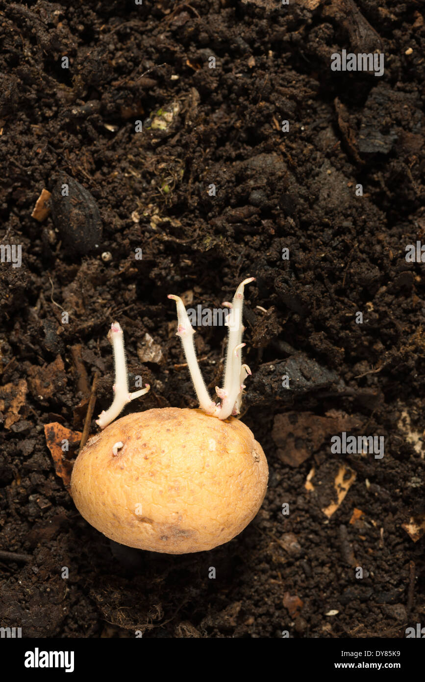 Tuba Kartoffelknolle schießen neue Wachstum Stamm aus seitlichen Knospen in der Dunkelheit gegen organische hausgemachte Mulch Kompost senden Stockfoto