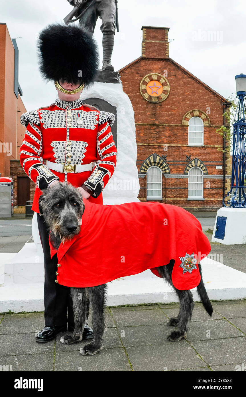 Holywood, Northern Ireland. 9. April 2014 - Domhnall (ausgesprochen "Donal"), die Irish Guards 16. Regiments Maskottchen Irish Wolfhound trägt das Fell hat ihm gestern des irischen Präsidenten, Higgins in Windsor in seiner Lage zu besuchen, in das Vereinigte Königreich.  Ihn begleiten ist seine Handler, Schlagzeuger David Steed. Bildnachweis: Stephen Barnes/Alamy Live-Nachrichten Stockfoto