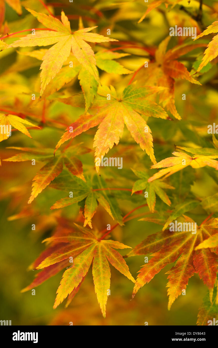 Nahaufnahme von Acer Palmatum 'Sango-Kaku' Laub, japanischer Ahorn. Baum, Oktober. Stockfoto