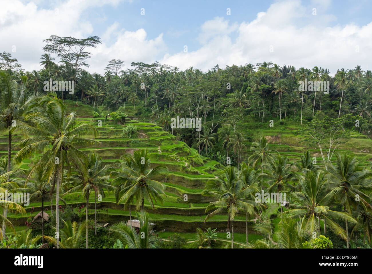 Tegalalang Reis Terrasse ist eines der bekanntesten touristischen Objekte in Bali befindet sich im Dorf Tegalalang, Bali, Indonesien. Stockfoto