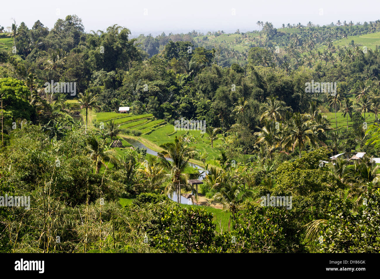 Reisfeld um Tegalalang Dorf, Bali Stockfoto