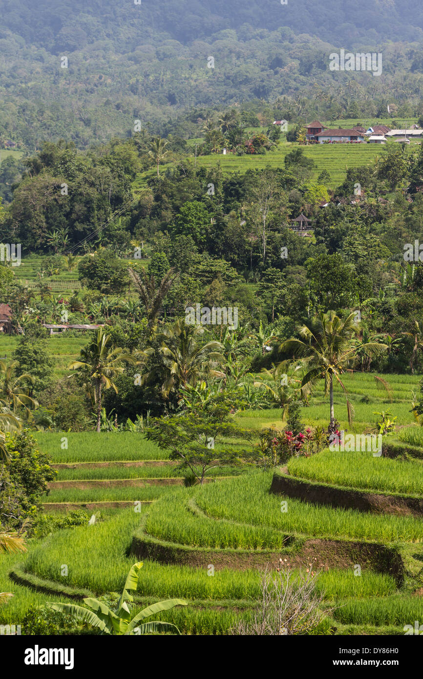 Reisfeld um Tegalalang Dorf, Bali Stockfoto