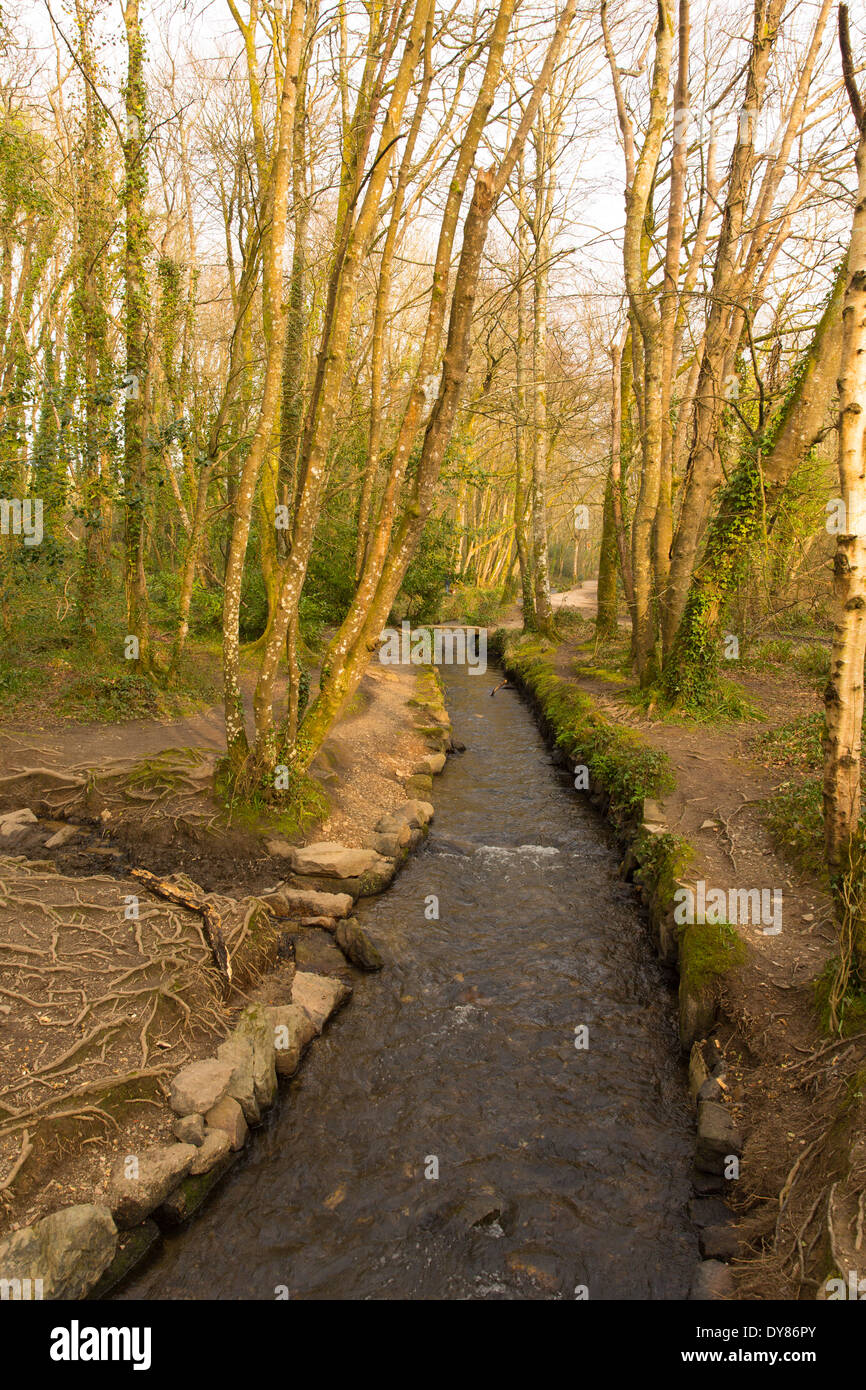 Tehidy Country Park Cornwall England UK nahe Camborne und Redruth mit Wäldern und Seen beliebte Touristenattraktion Stockfoto