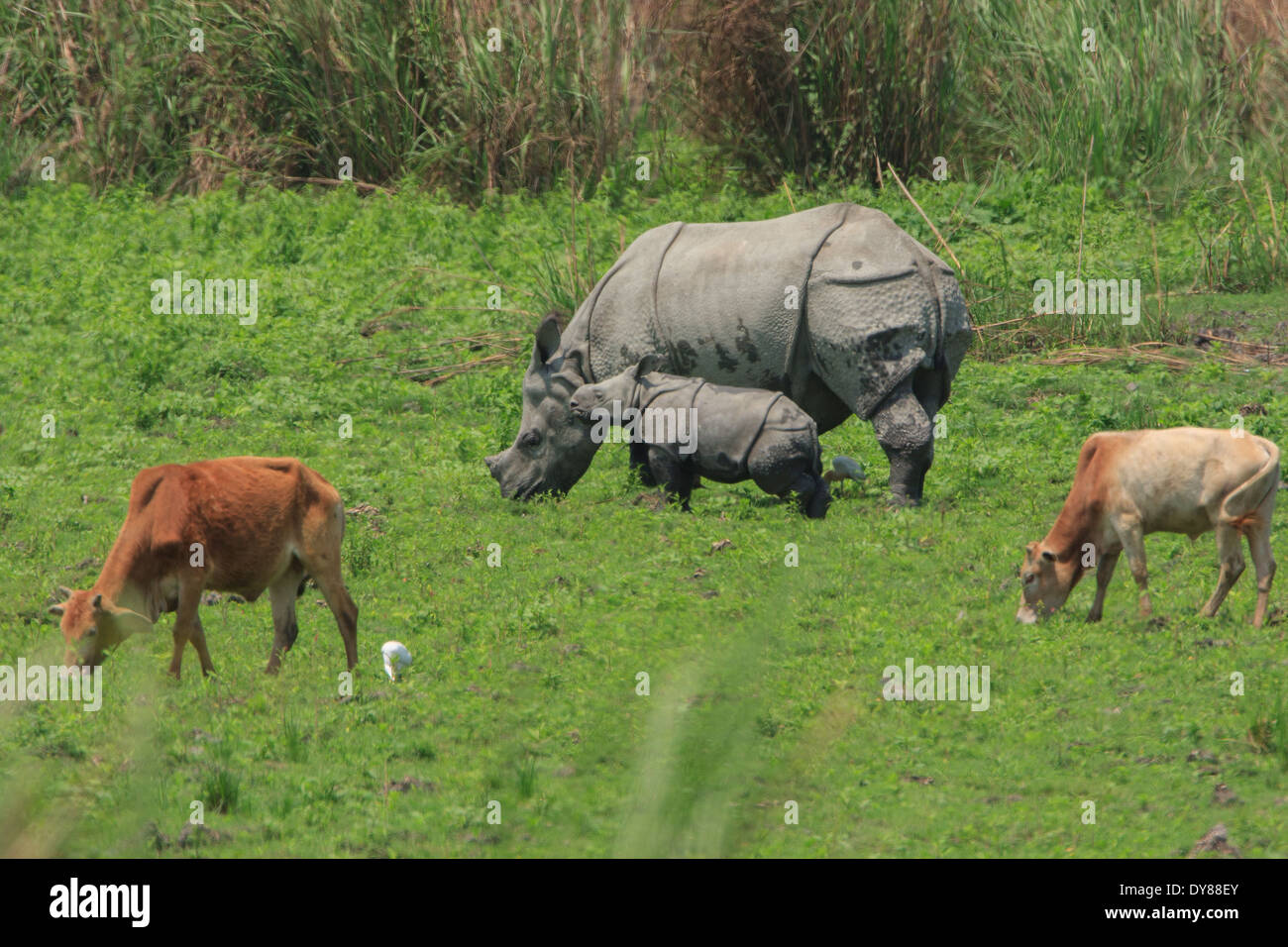 Erhaltung Sorge Kaziranga Nationalpark - dem heimischen Viehbestände oft in den geschützten Bereich eingeben. Stockfoto