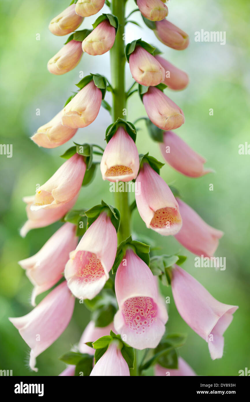 Digitalis Purpurea 'Apricot', Fingerhut. Biennale. Mai, Frühsommer. Rosa/Pfirsich farbigen Blumen. Stockfoto