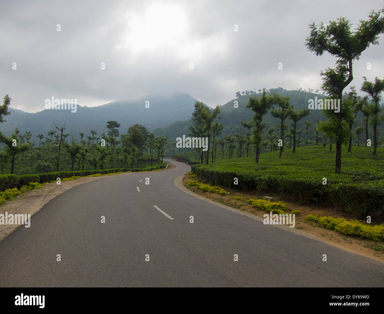 Kurvenreiche Straße durch Teeplantage (Pollachi in Valparai) Stockfoto