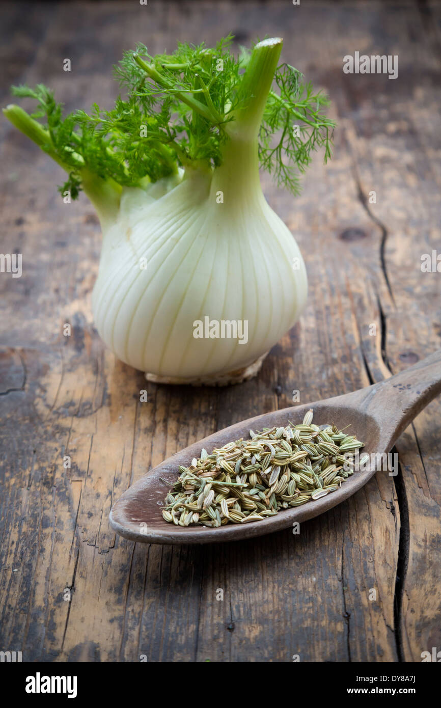 Fenchel-Knolle und Holzlöffel von Fenchelsamen (Foeniculum Vulgare) auf Holztisch Stockfoto