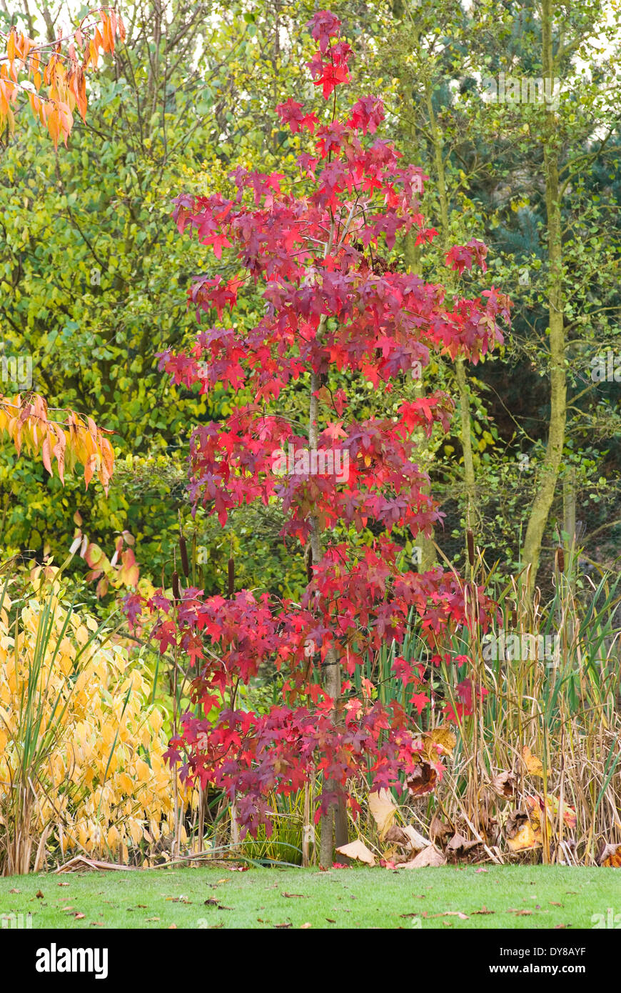Liquidambar styraciflua uk Fotos und Bildmaterial in hoher Auflösung