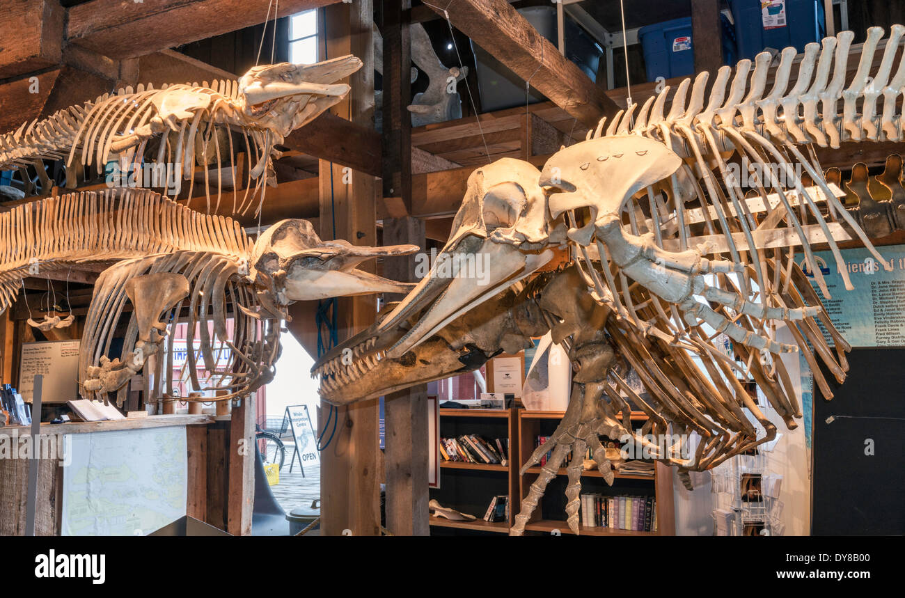 Delphin Skelette, Whale Interpretive Centre, Boardwalk Village in Telegraph Cove, Vancouver Island, British Columbia, Kanada Stockfoto