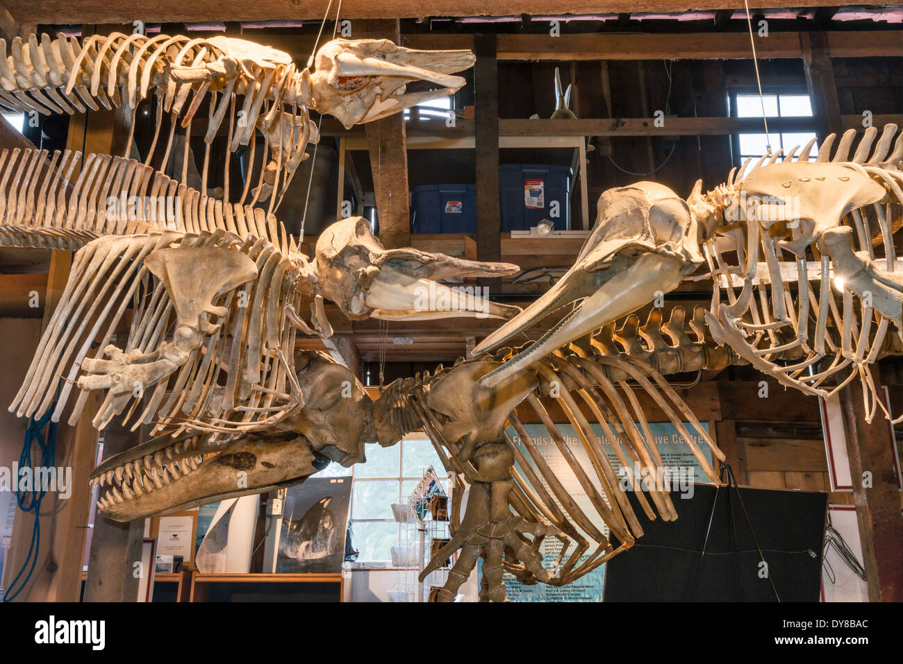 Delphin Skelette, Whale Interpretive Centre, Boardwalk Village in Telegraph Cove, Vancouver Island, British Columbia, Kanada Stockfoto