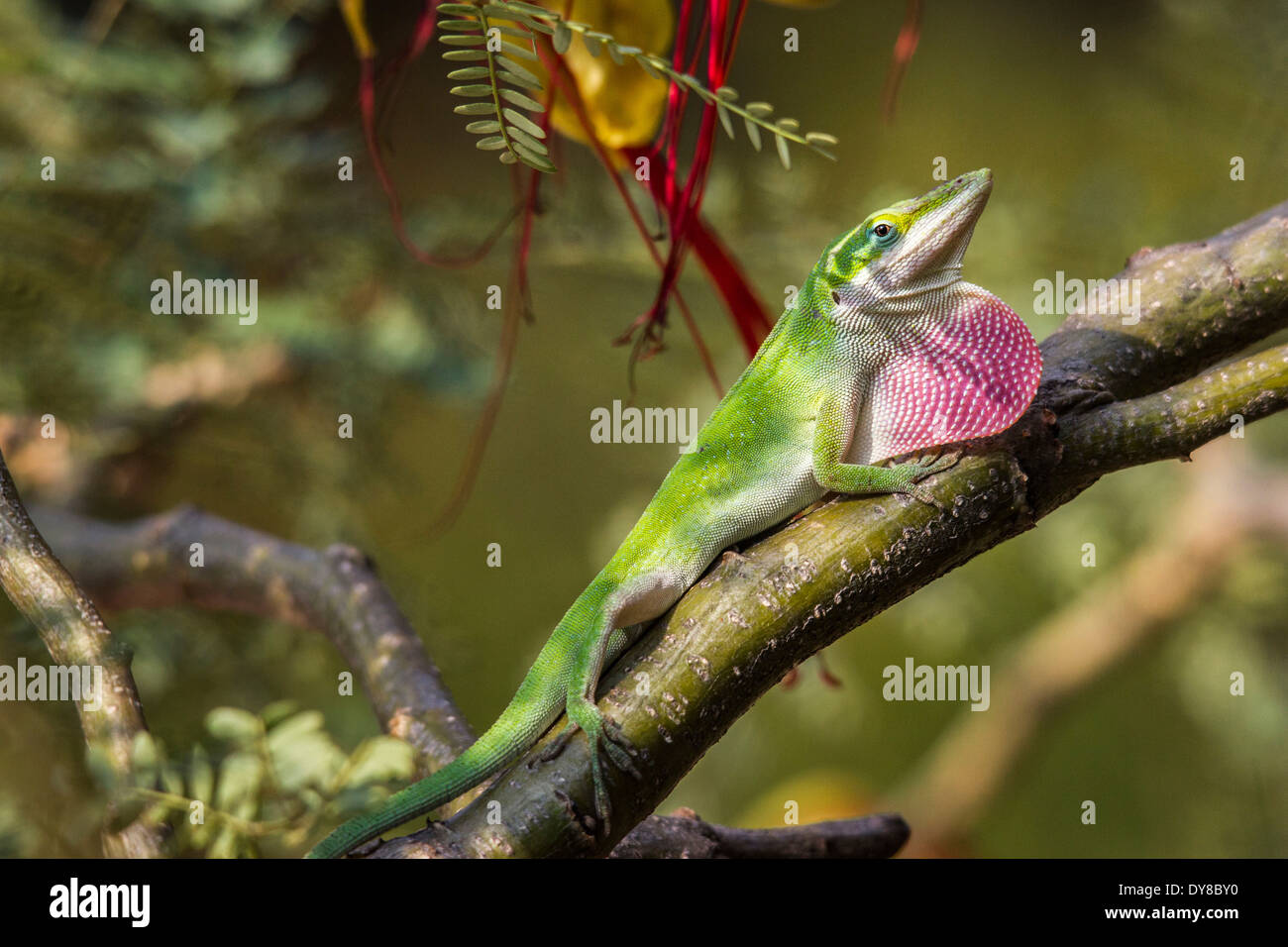 Amerikanische Anole amerikanische Chamäleon Anolis Carolinensis Paradiesvogel Caesalpinia Gilliesii Carolina Anole erweitert Wamme Stockfoto
