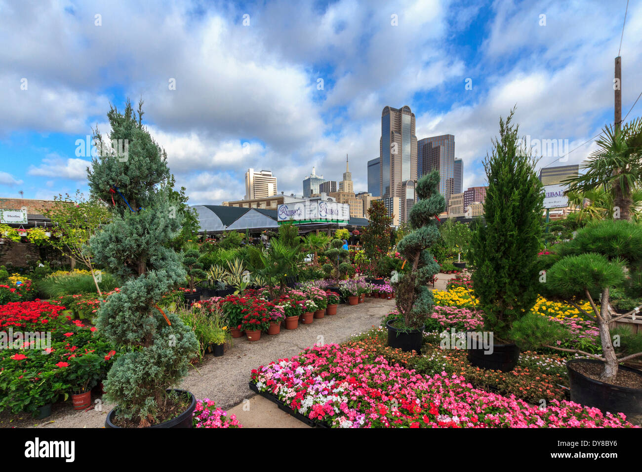 bunt, Dallas, Farmers Market, Garten center, Kindergarten, Ruibal, Skyline, Texas, USA, USA, Amerika, Stockfoto