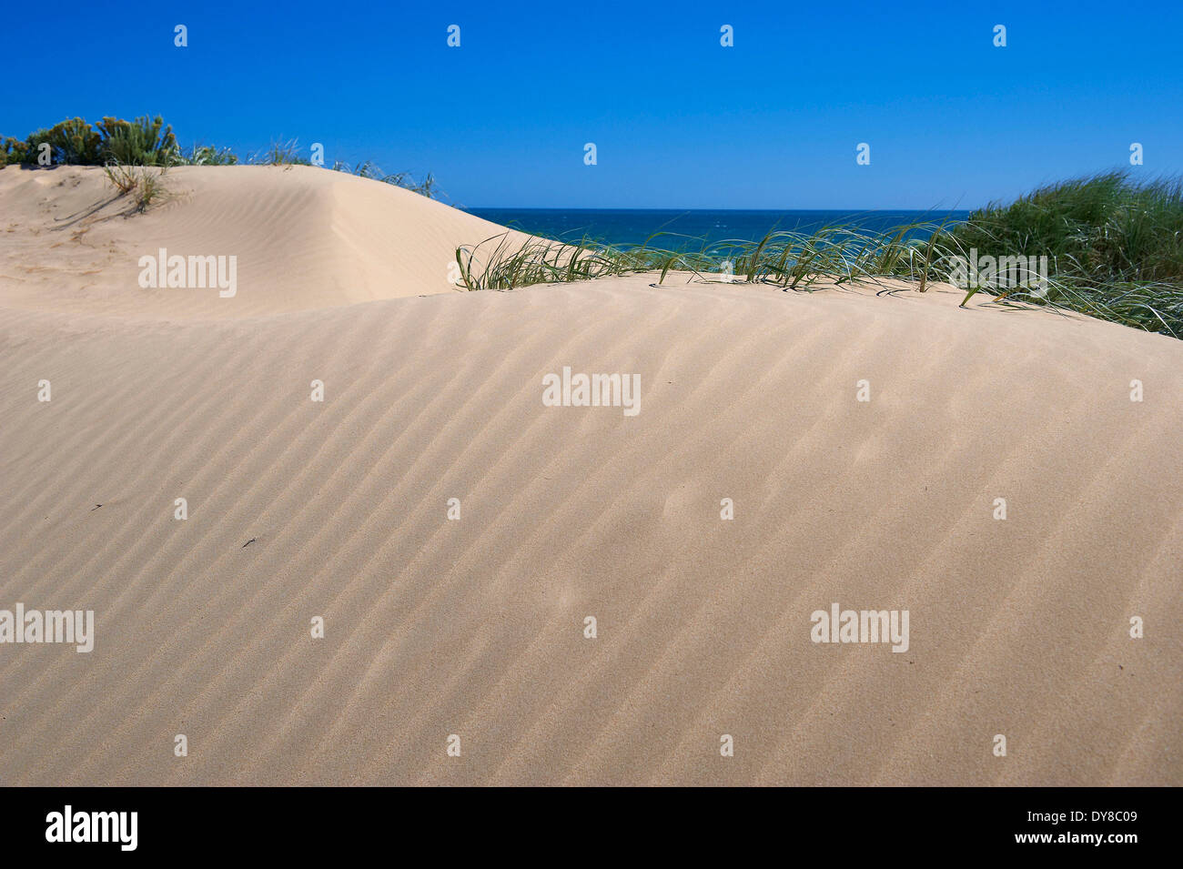Australien, Corong, Nationalpark, Meer, Sand, Wüste, Dünensand Stockfoto