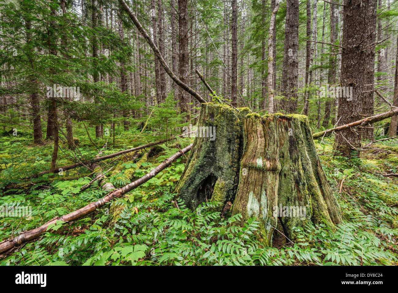 Riesige Baumstümpfe sind noch vom ursprünglichen Regenwald in Strathcona Provincial Park, Vancouver Island, Britisch-Kolumbien Stockfoto