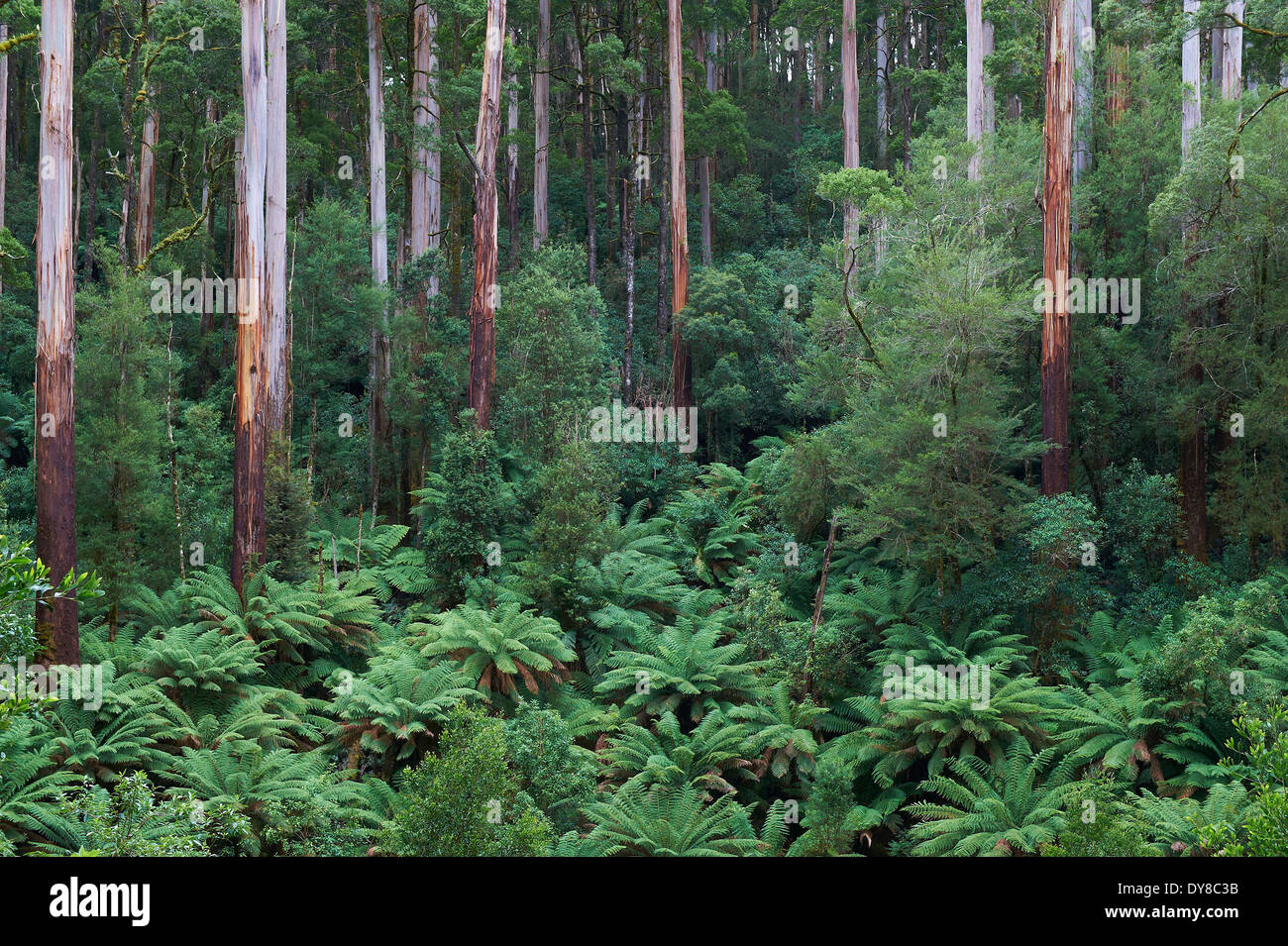 Australien, Great Ocean Road, Great Otway National Park, Victoria, Holz, Wald, Stockfoto