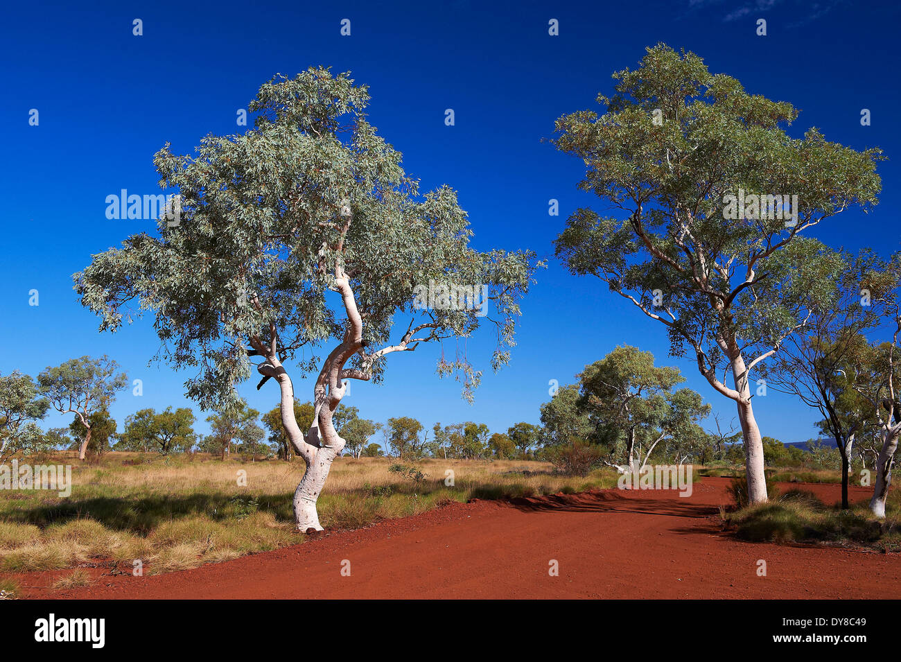 Australien, Sand, Track, Western Australia, Feldweg, Straßenbaum Stockfoto