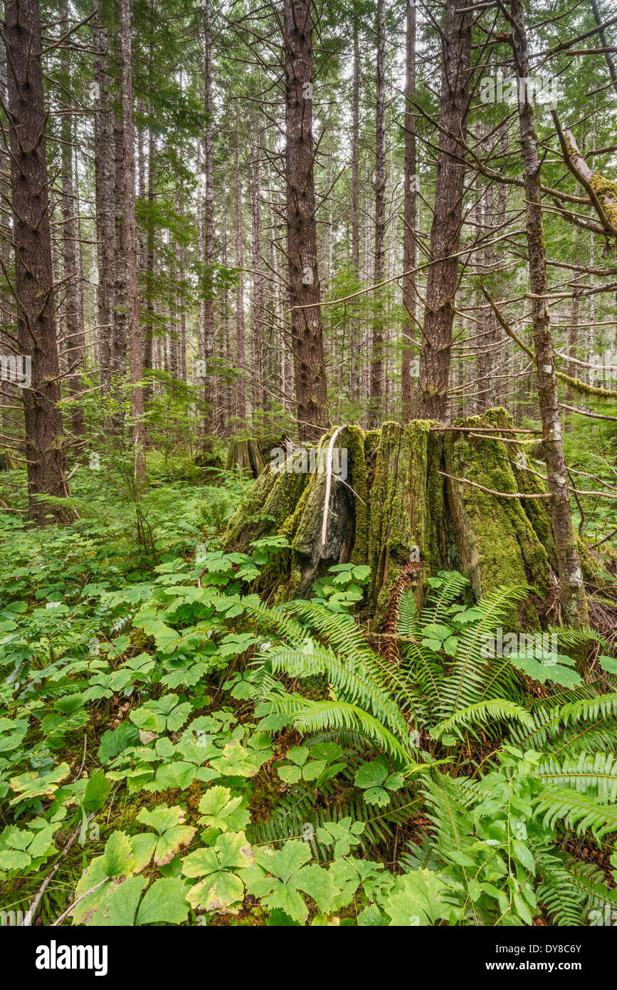 Riesige Baumstümpfe sind noch vom ursprünglichen Regenwald in Strathcona Provincial Park, Vancouver Island, Britisch-Kolumbien Stockfoto