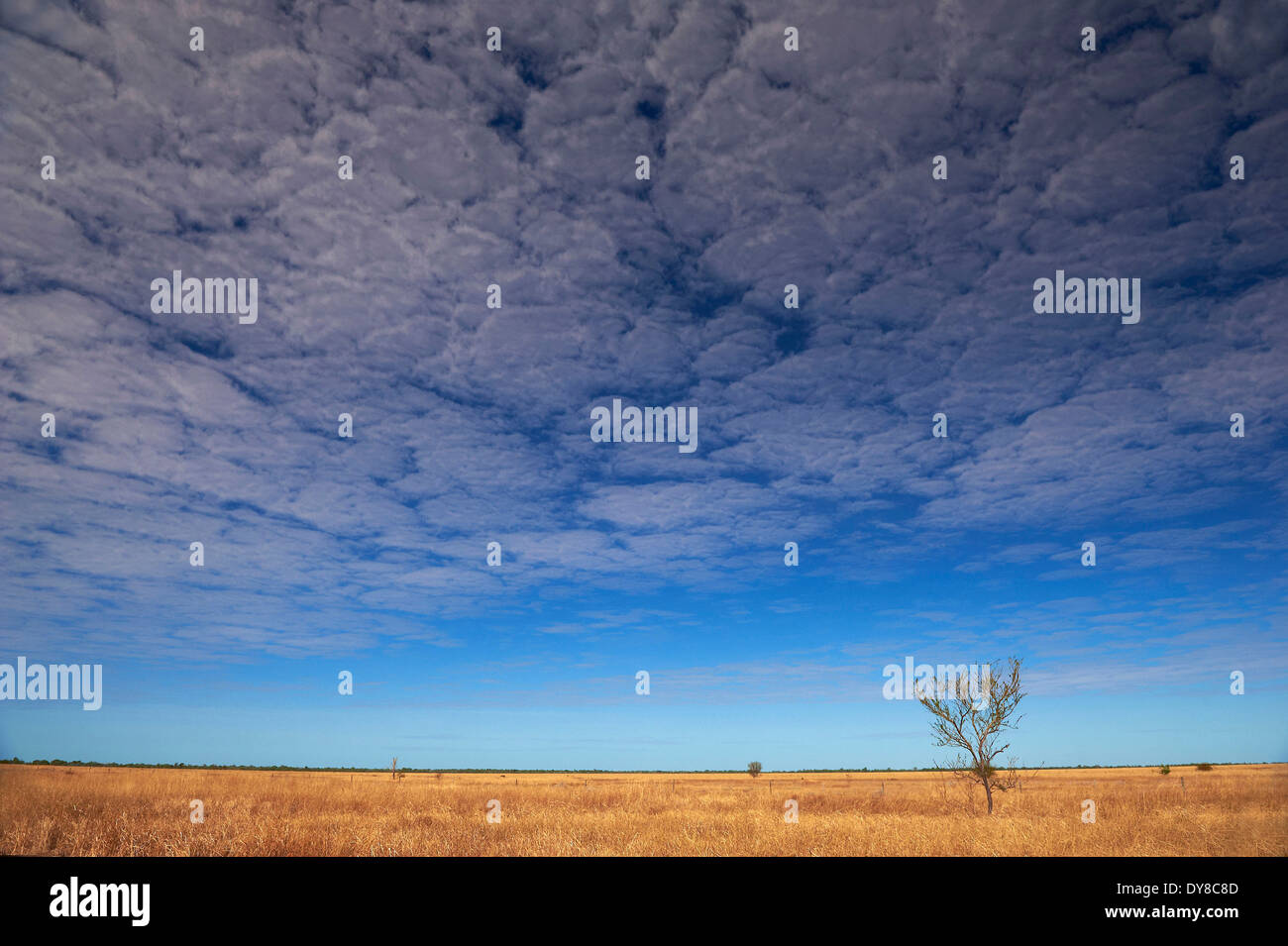 Australien, Karumba, Queensland, Feld, Himmel, steppe Stockfoto