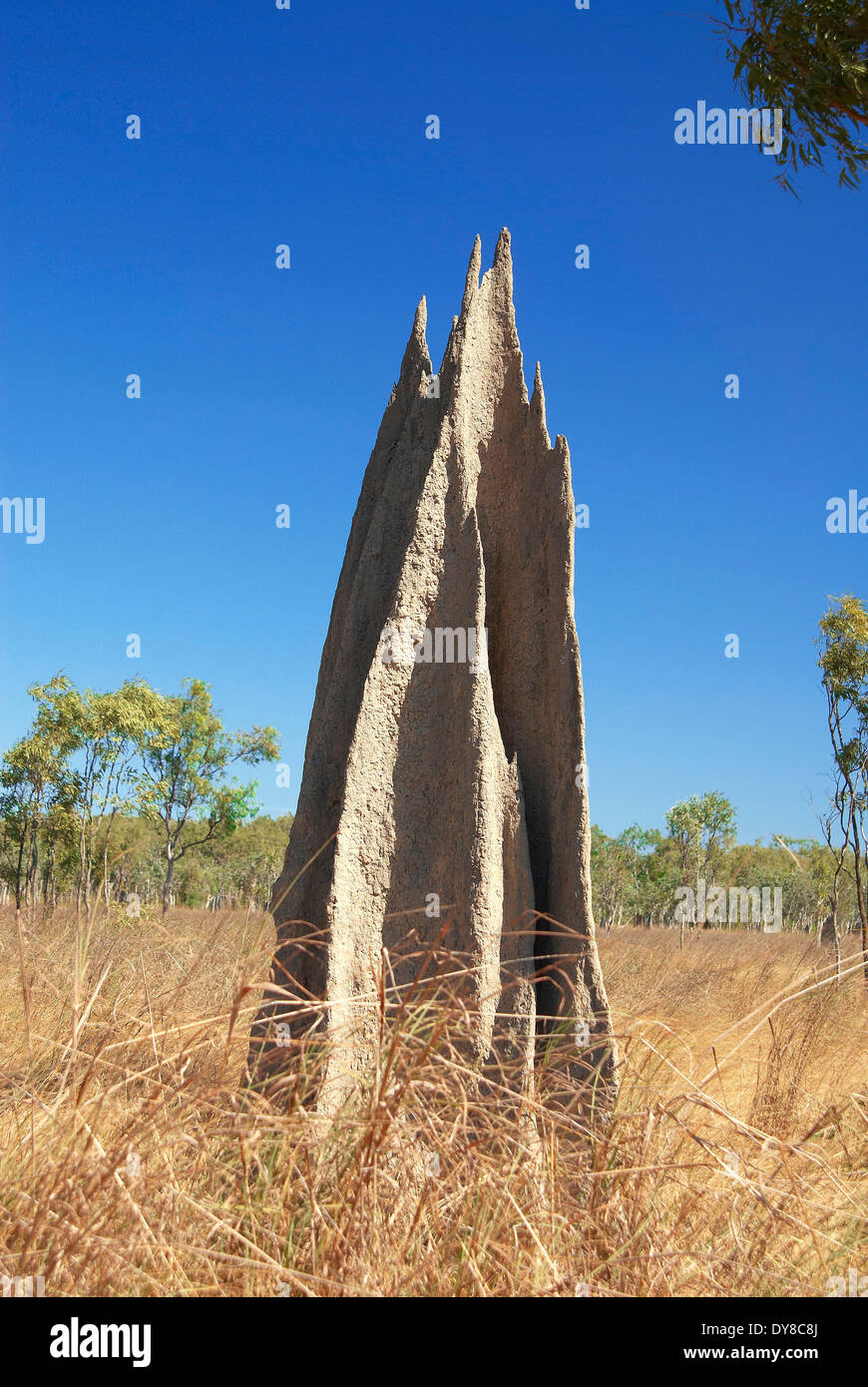 Australien, Lakefield, Nationalpark, Queensland, Termiten, Tier, Termitenhügel Stockfoto