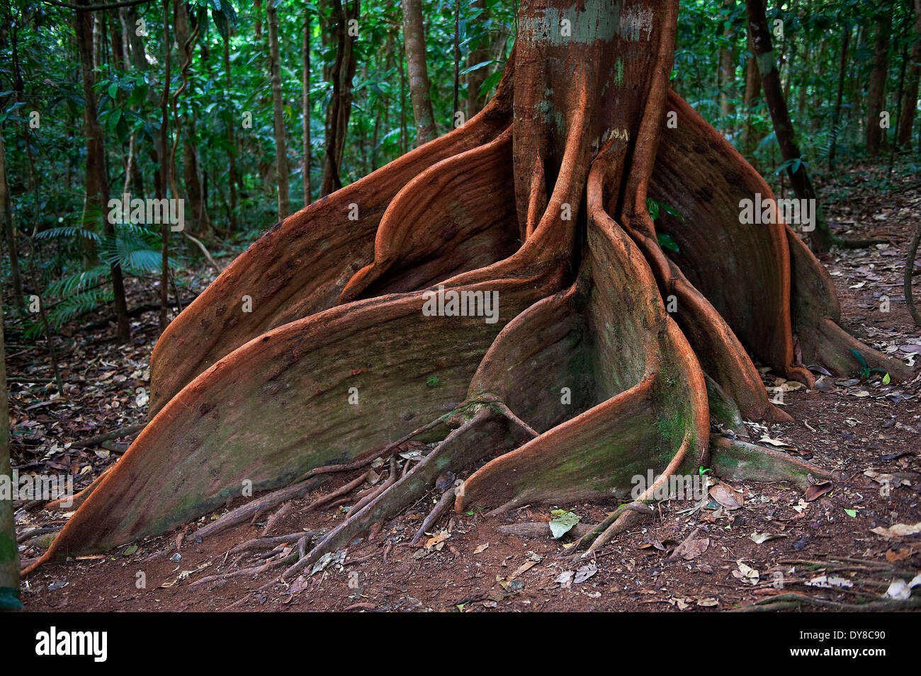 Australien, Daintree, Nationalpark, Queensland, Regenwald, Baum, Wurzeln, Struktur Stockfoto