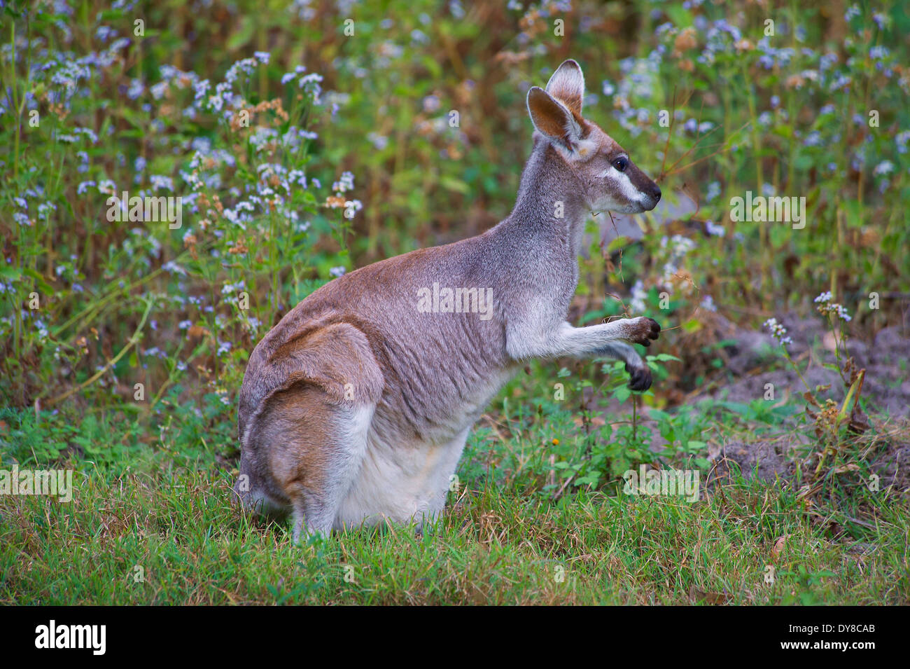 Carnarvon, Nationalpark, Australien, Kangaroo, Queensland, Tier, Stockfoto