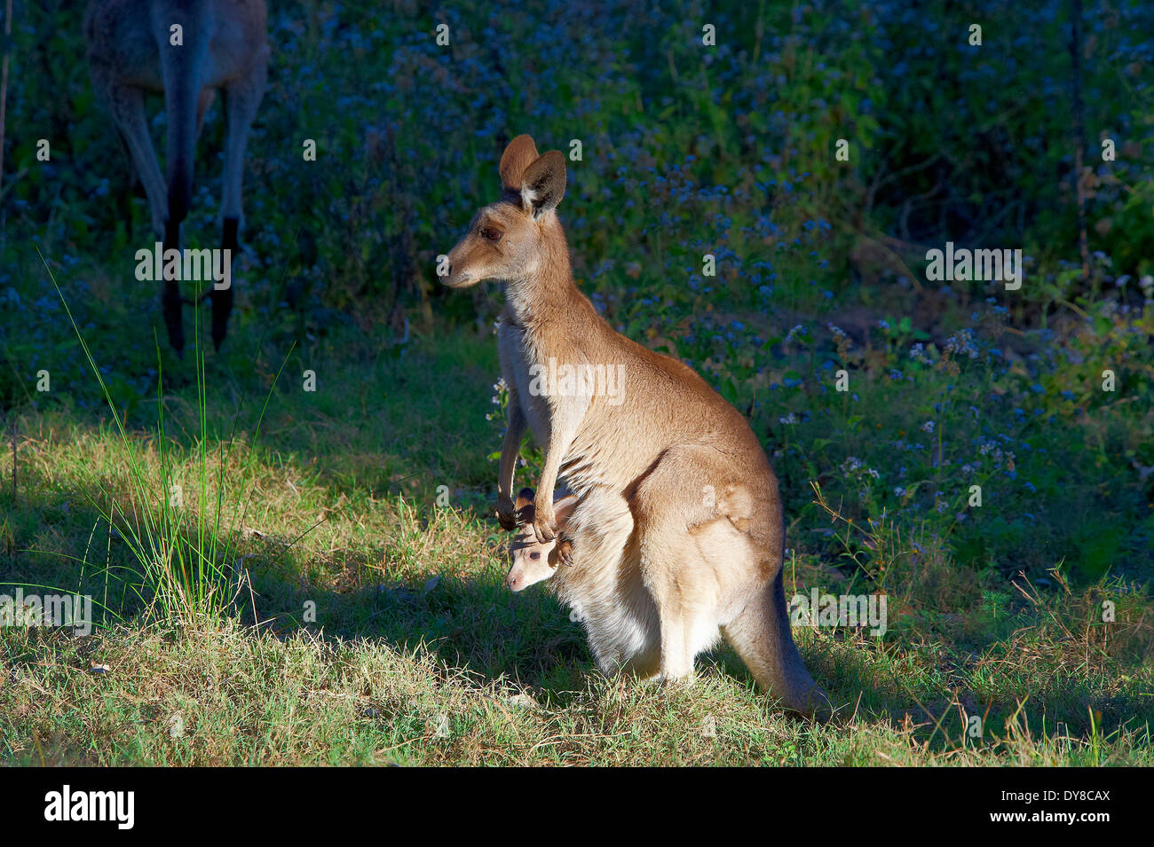 Carnarvon, Nationalpark, Australien, Kangarooes, Queensland, Tier, Stockfoto